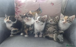 Mixed Breed cats for sale: 5 beautiful kittens 4 female 1 male - Image 16