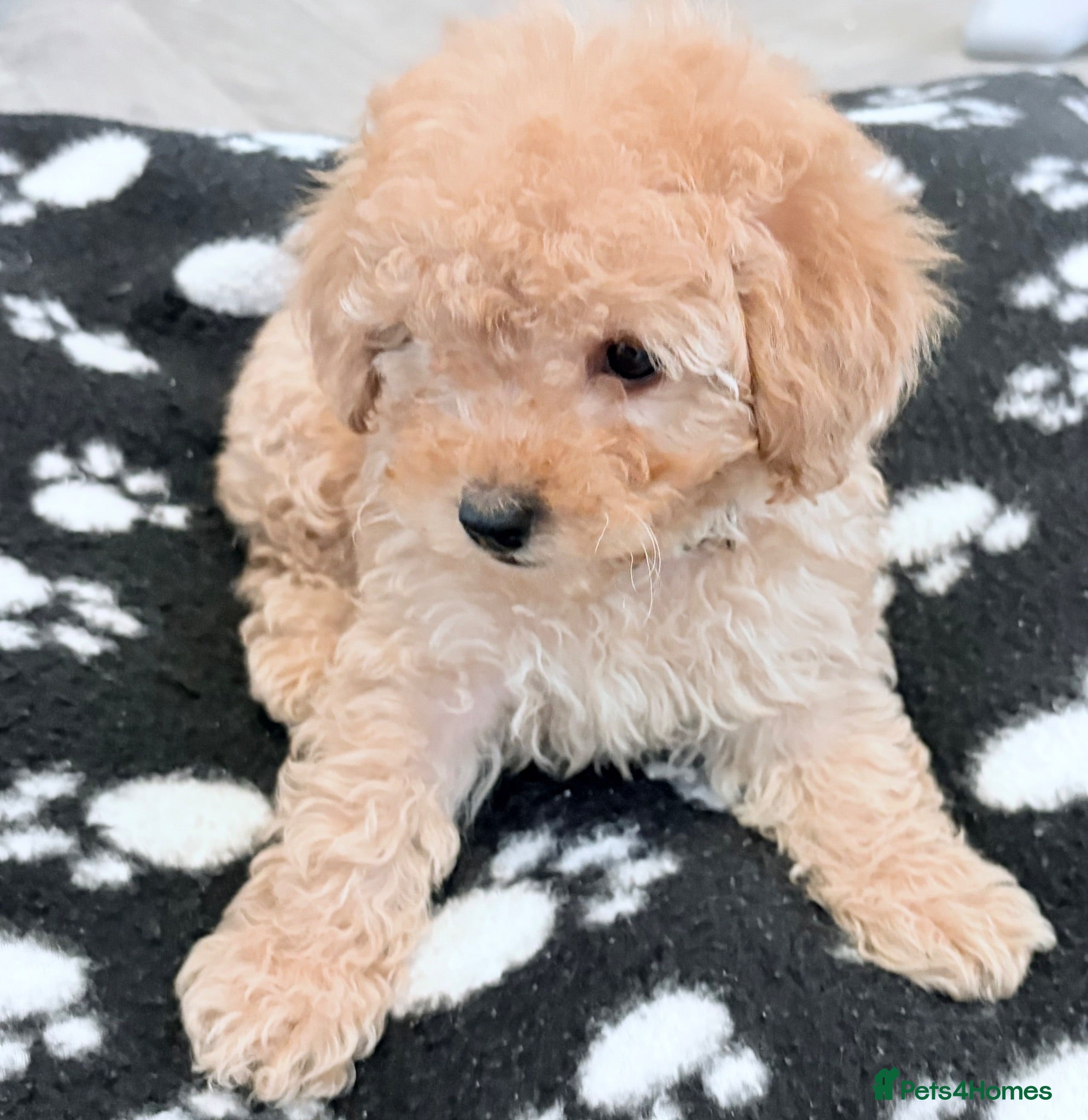 Cavapoo dogs Luxury toyf1b Cavapoo ready Friday 💙 - Advert 17