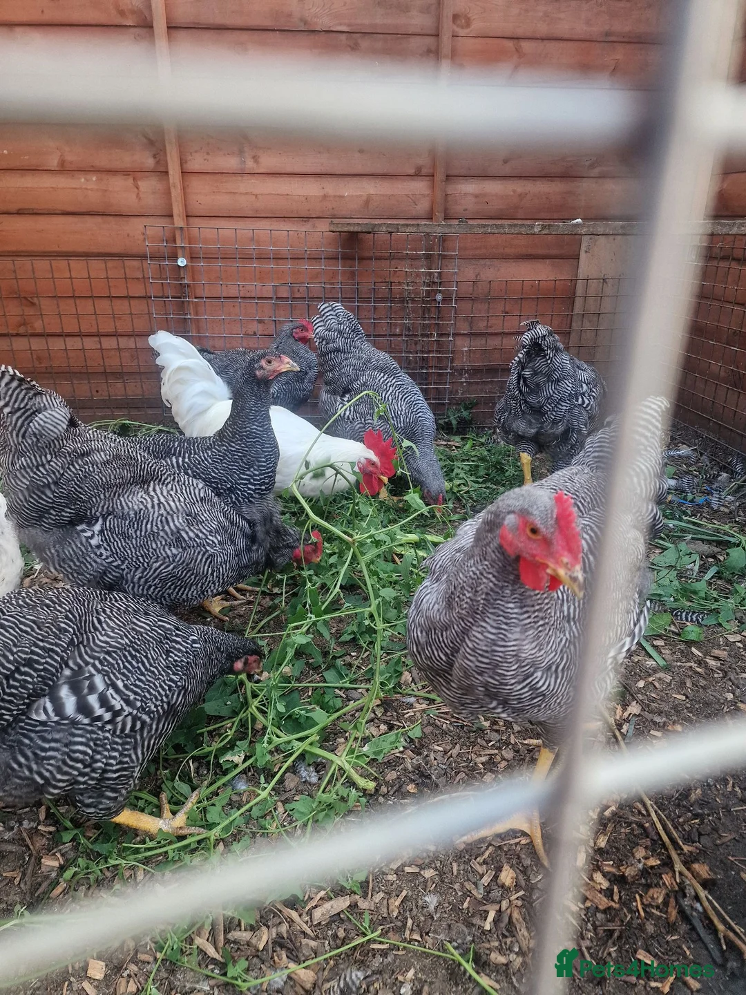 Chickens poultry for sale: Barred plymouth rock cocks - Advert 3
