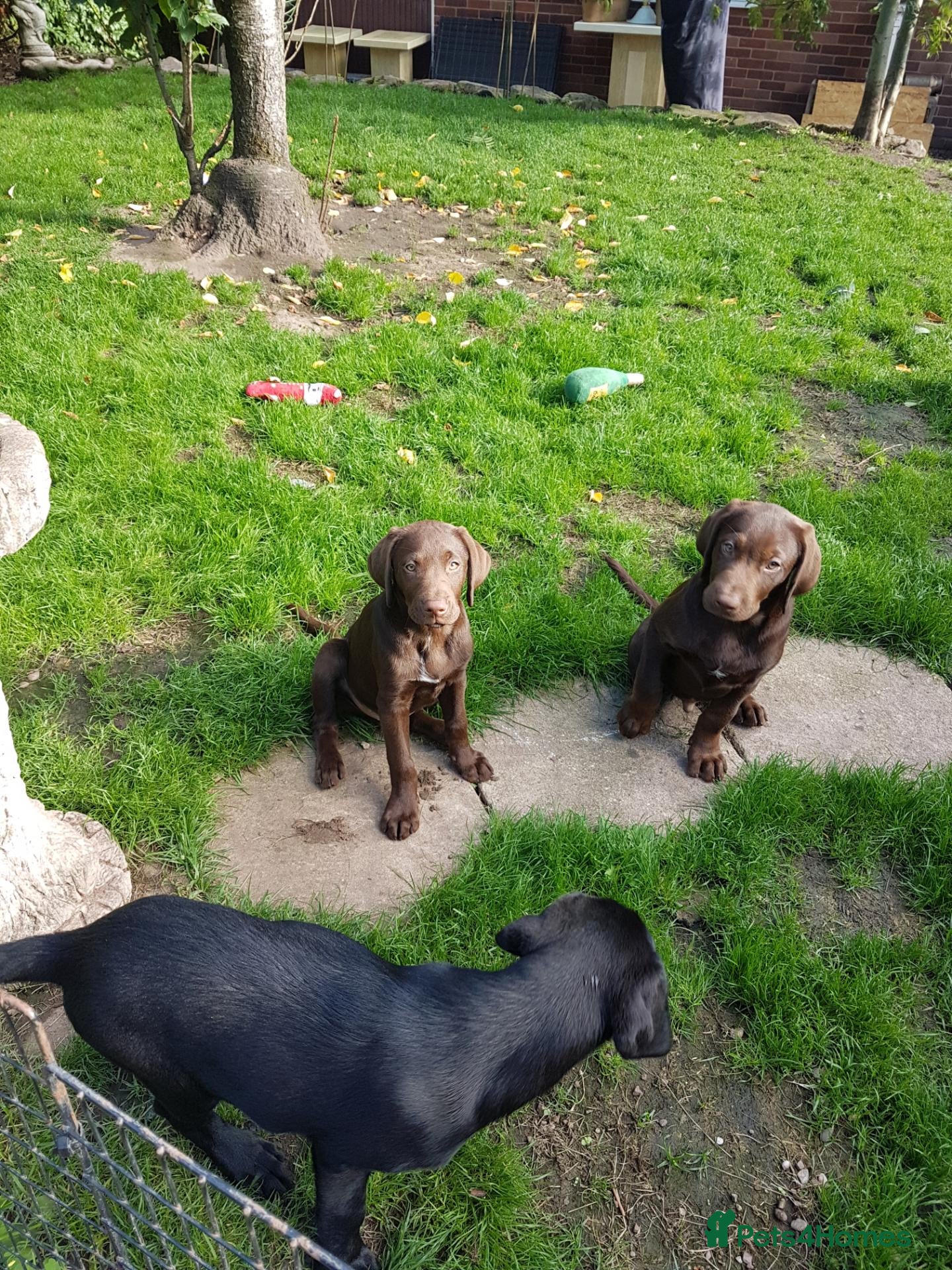 Labrador Retriever dogs Adorable KC Reg Labrador puppies  - Advert 2