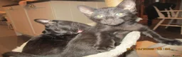Oriental cats for sale: oriental boy - Advert 2