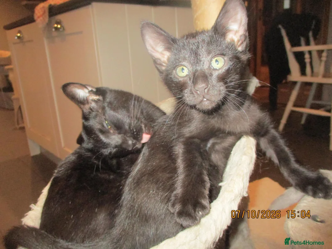 Oriental cats for sale: oriental boy - Advert 2