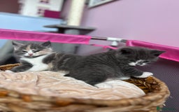 British Shorthair cats for sale: Gorgeous BSH kittens  - Image 3