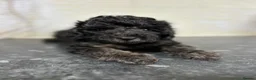 Toy Poodle dogs for sale: Stunning Black Toy Poodles - Advert 6