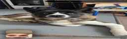Akita dogs for sale: Meet loki - Advert 2