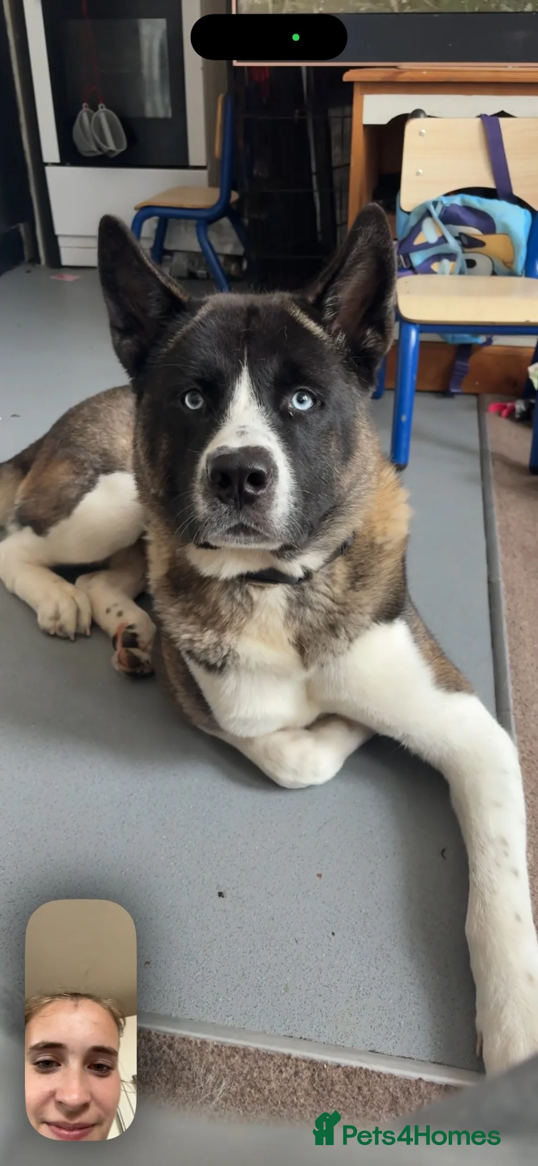 Akita dogs for sale: Meet loki - Advert 2