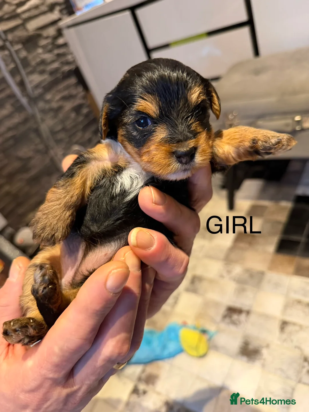 Yorkshire Terrier dogs for sale: York terrier  - Advert 3