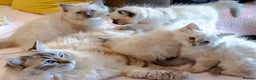 Ragdoll cats for sale: 🏅Last 2 GCCF Ragdoll kittens Ready now - Advert 37