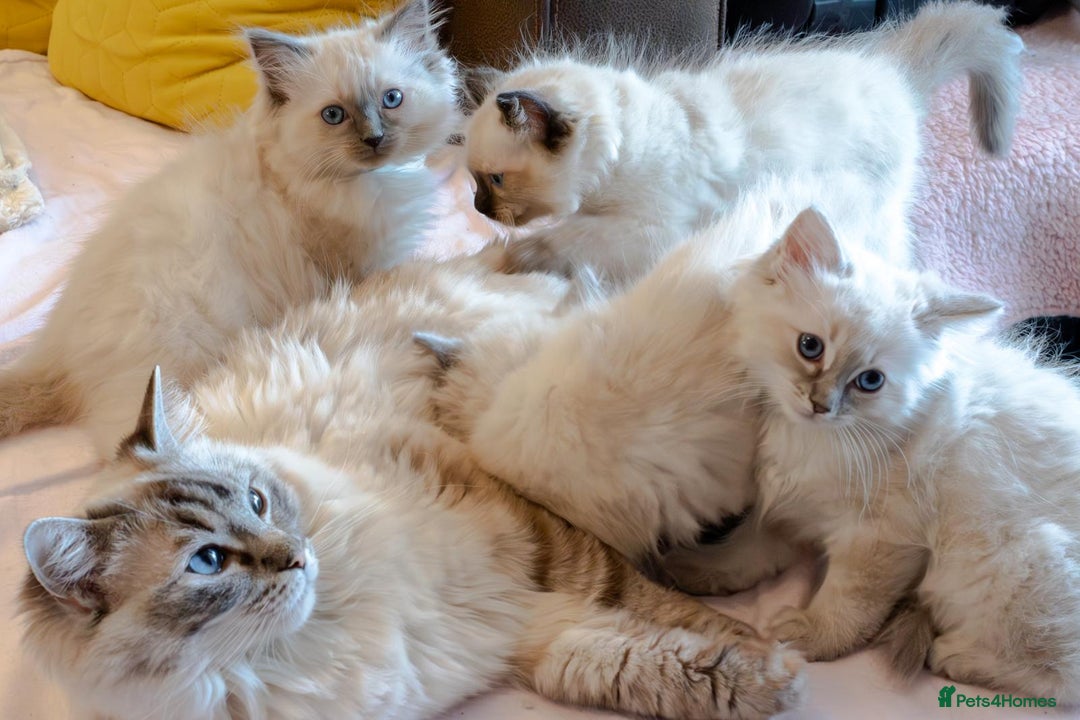 Ragdoll cats for sale: 🏅Last 2 GCCF Ragdoll kittens Ready now - Advert 37