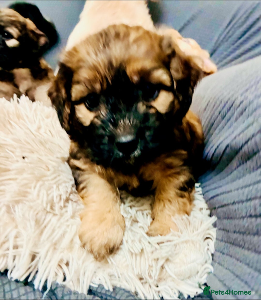 Mixed Breed dogs for sale: 6 Stunning Cock-a-chon puppies  - Advert 17