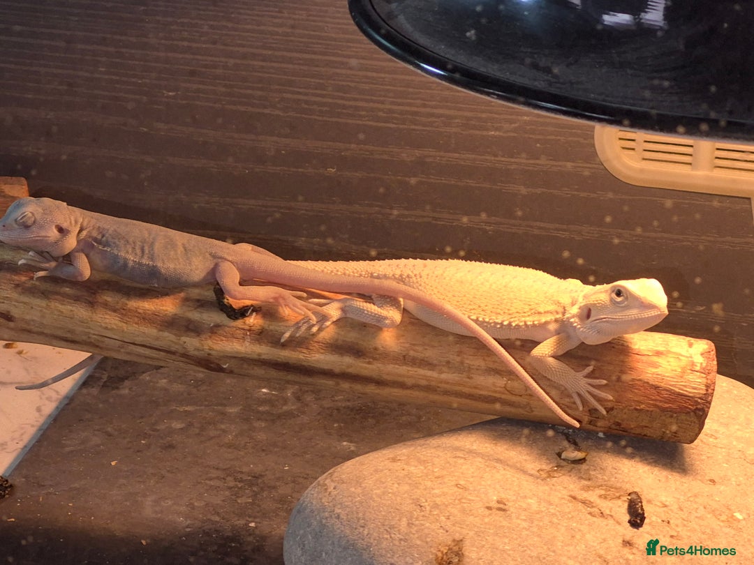 Bearded Dragon reptiles for sale: Bearded dragons  babies  - Advert 22