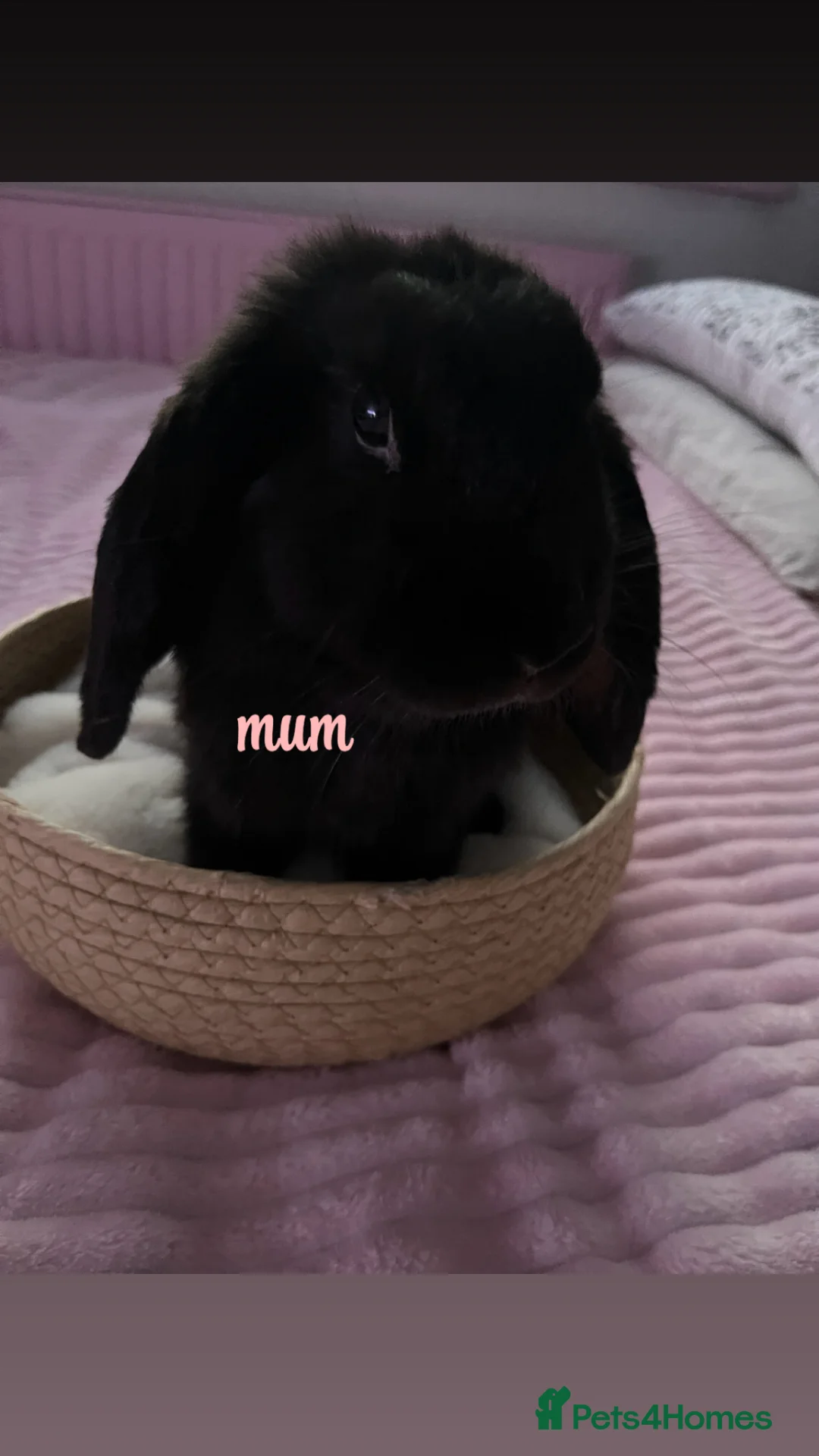 Mini Lop rabbits for sale: baby bunnies looking for a forever home🤍 - Advert 2