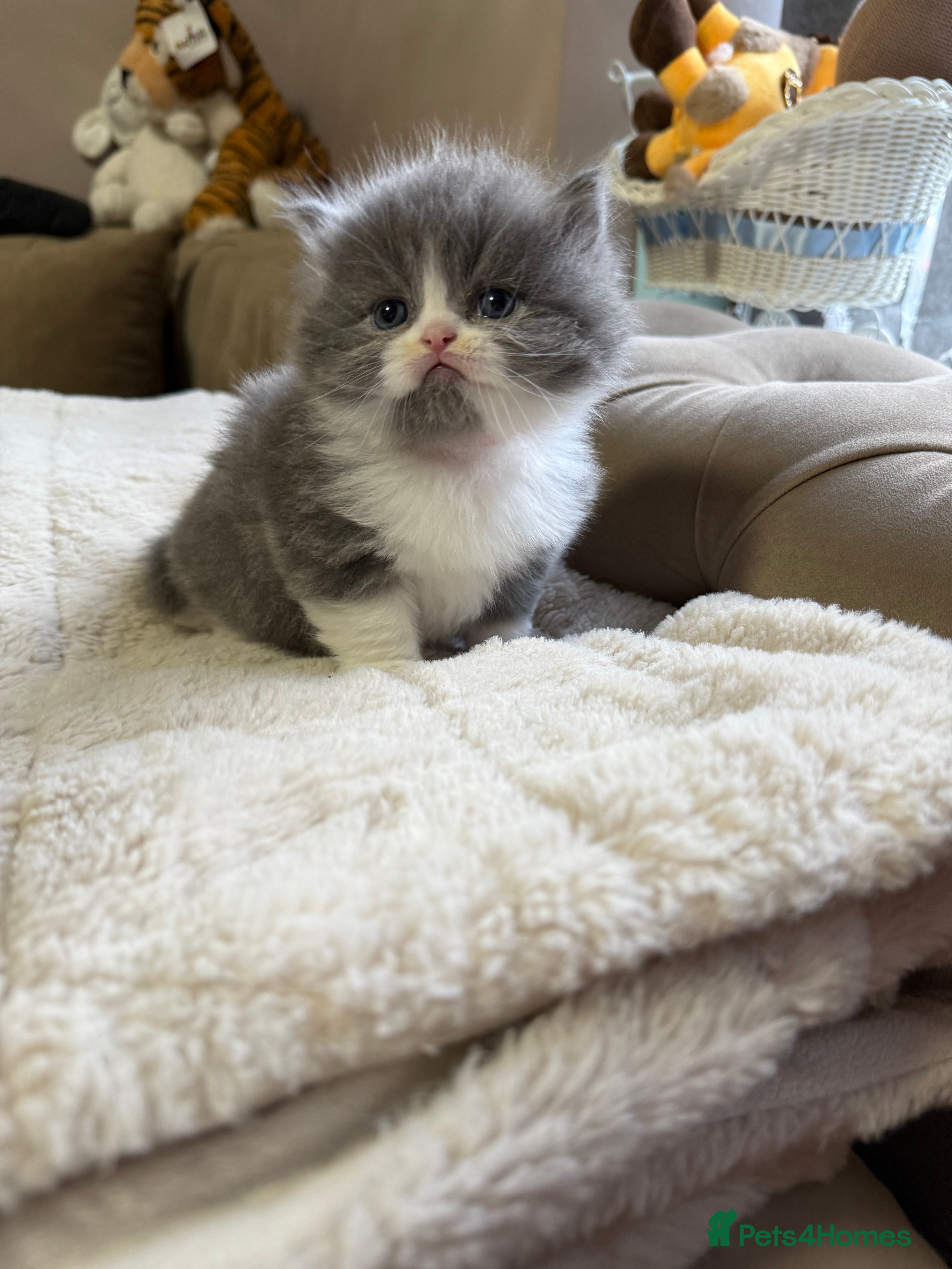 Persian cats Persian Kittens  - Advert 1