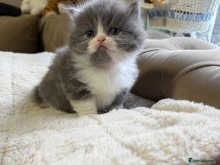 Persian cats Persian Kittens - Advert 2