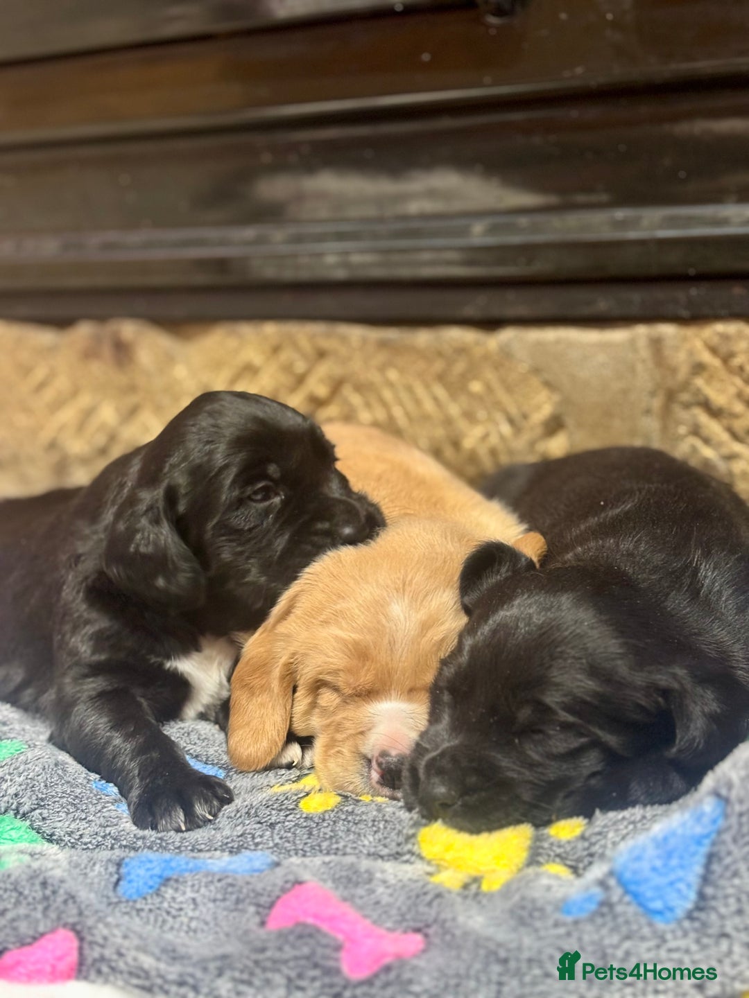 Cockerdor dogs for sale: Stunning Cockerdors - Advert 4