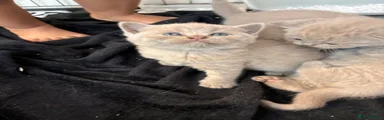 British Shorthair Kitten 5