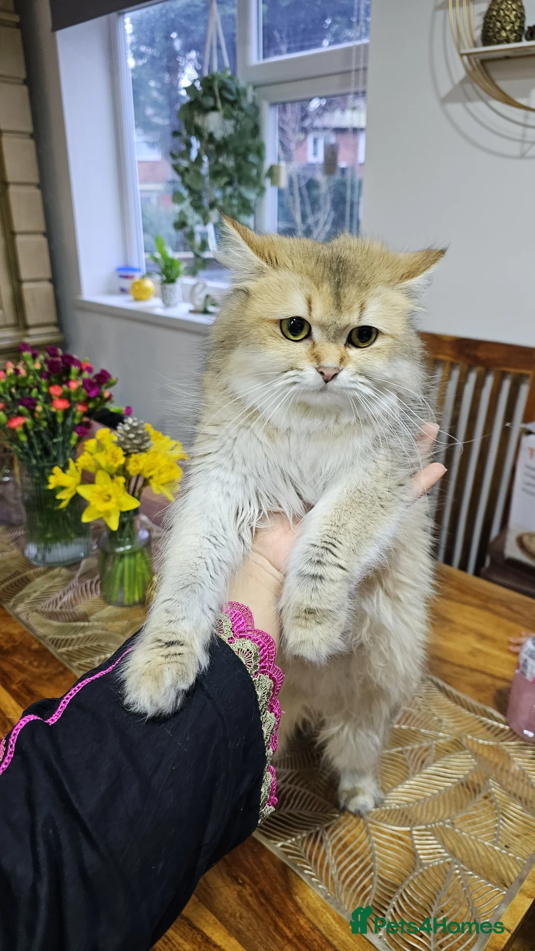 British Shorthair cats for sale: British short hair kittens  - Advert 5