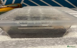 Tarantulas invertebrates for sale: Tarantula’s + scorpion for sale  - Advert 11