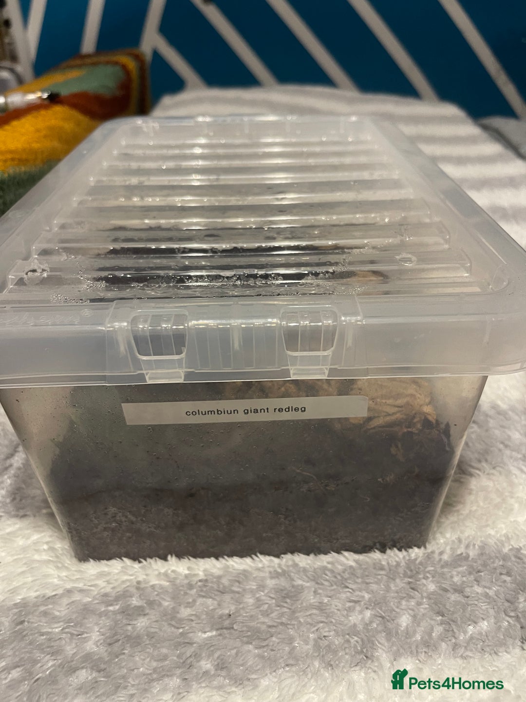 Tarantulas invertebrates for sale: Tarantula’s + scorpion for sale  - Advert 11