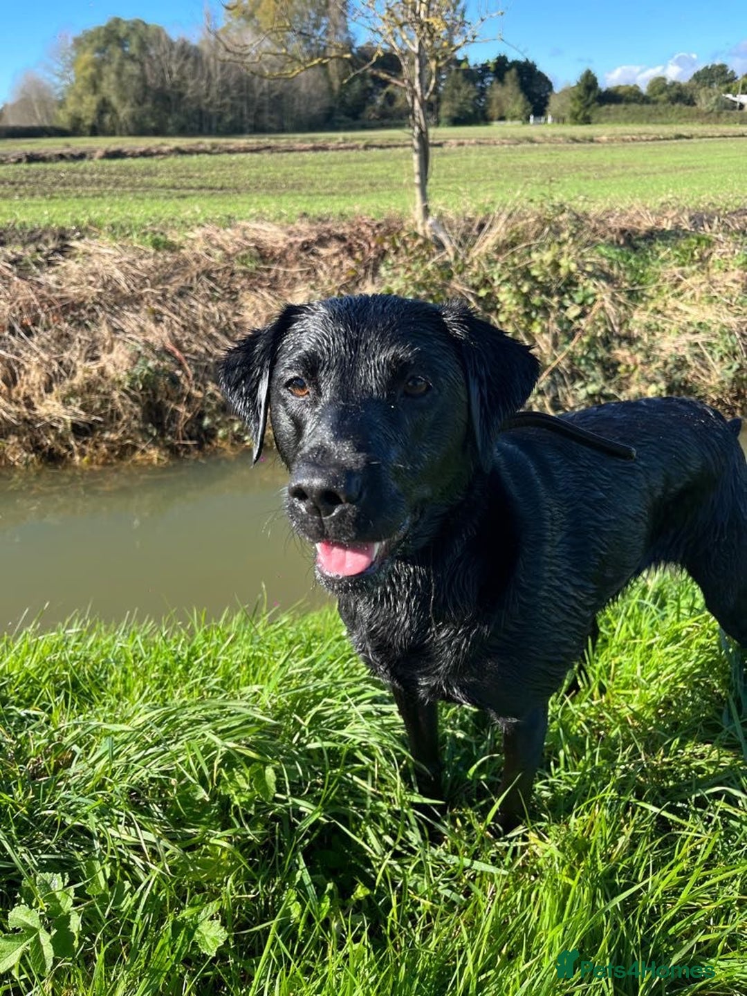 Labrador Retriever dogs for sale: KC registered Labrador pups - Advert 24