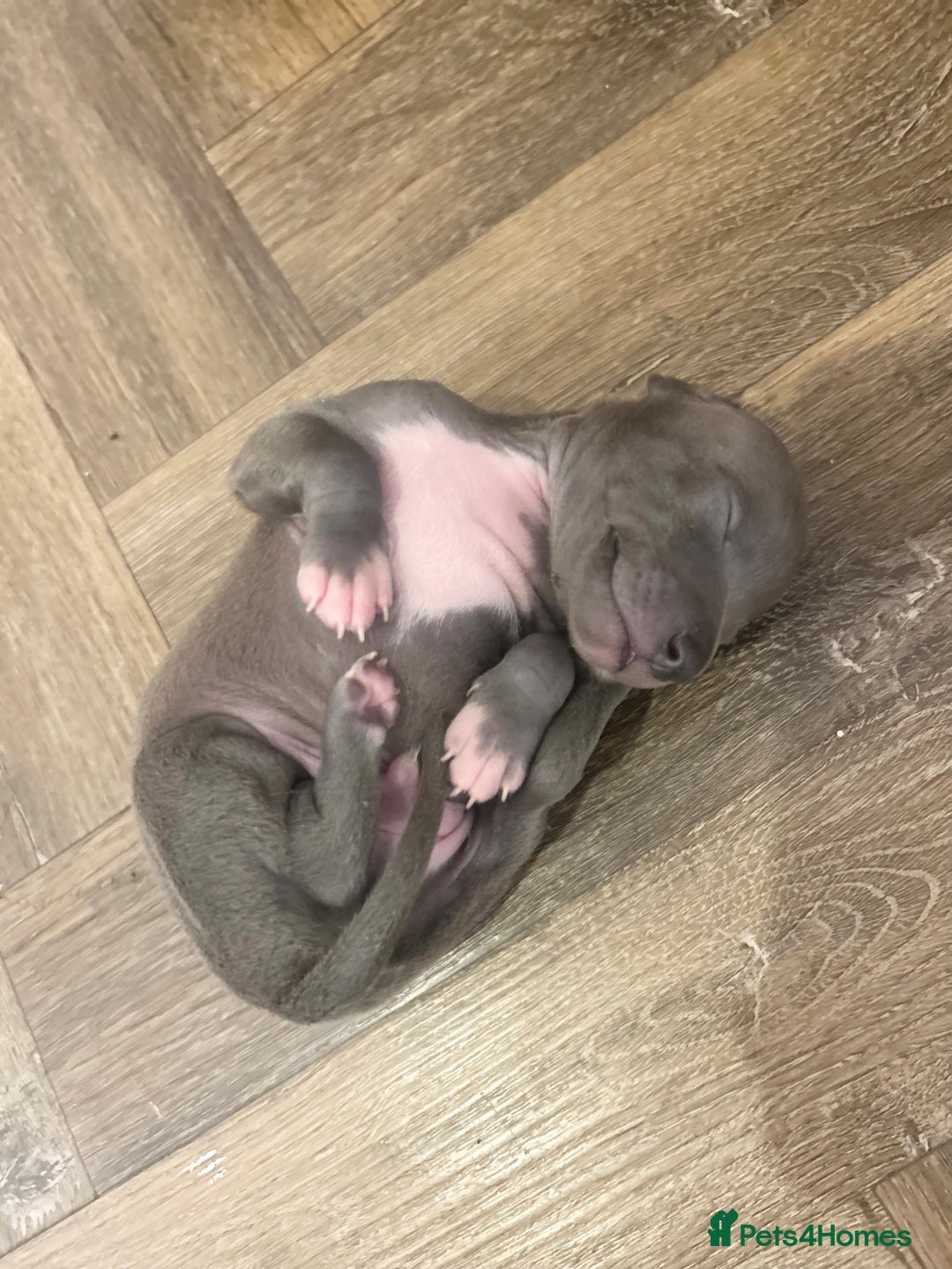Italian Greyhound dogs for sale: 🐾Exceptional litter of KC Italian Greyhounds 🐾 - Advert 26