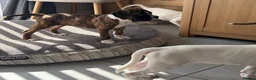 Boxer dogs for sale: boxer puppies for sale ***READY TO LEAVE NOW*** - Advert 6