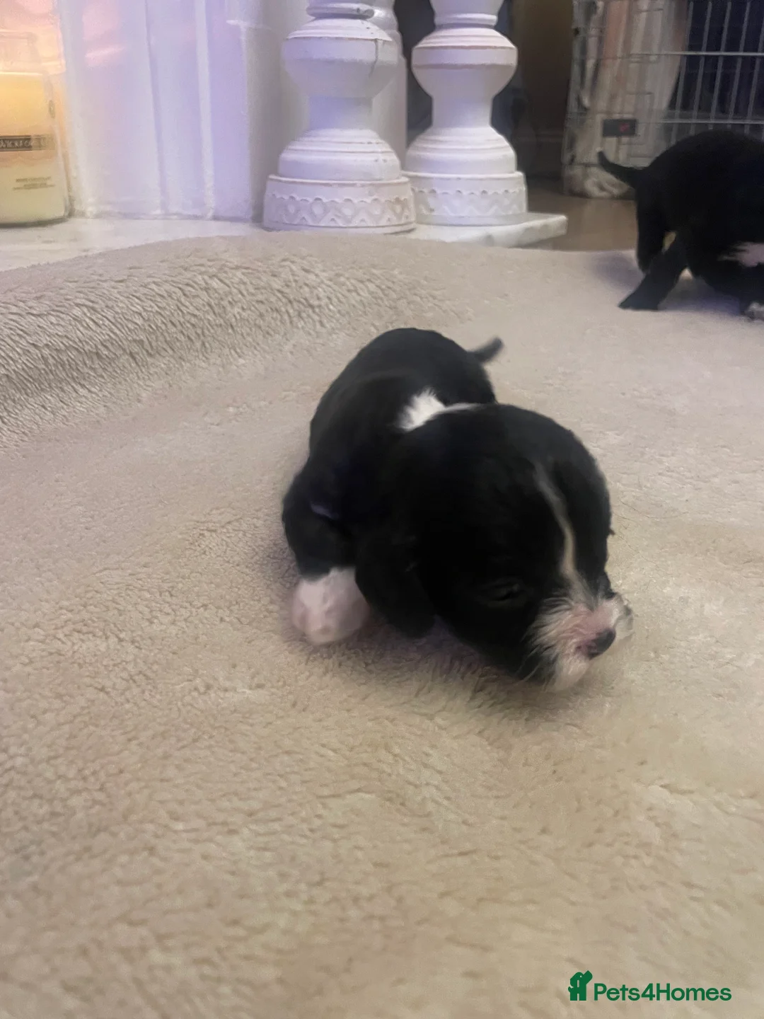 Cavapoo dogs for sale: Beautiful cavapoo puppies  - Advert 21