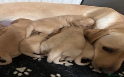 Labrador Retriever dogs for sale: Fox red Labrador - Image 2