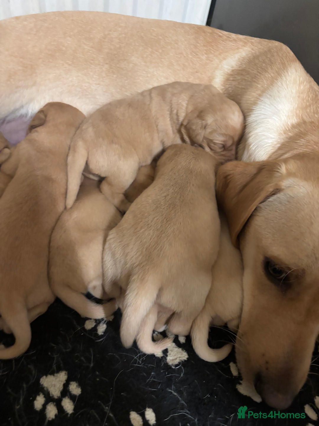 Labrador Retriever dogs for sale: Fox red Labrador - Image 2