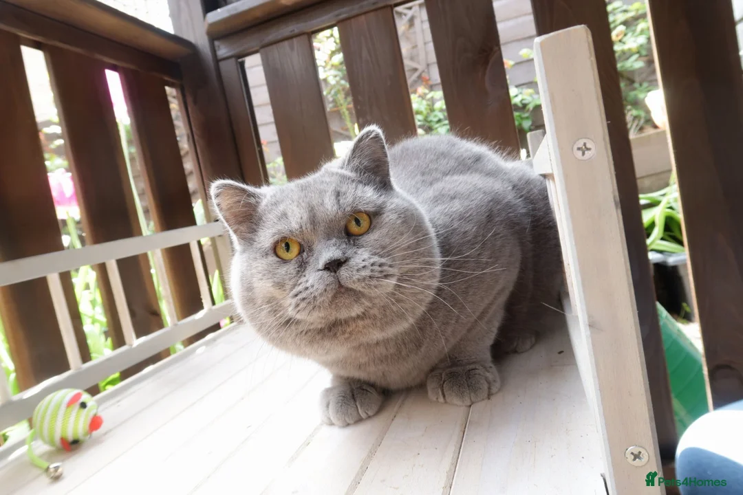 British Shorthair cats for stud: OPUS - GCCF & TICA Registered British Shorthair - Advert 2
