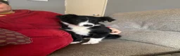 Border Collie dogs for sale: Border collie in Barrow-in-Furness - Advert 1