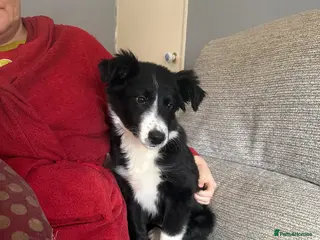 Border Collie dogs Border collie - Advert 2