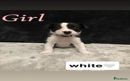 Border Collie dogs for sale: ✨cuddly puppies looking for their forever families - Advert 7