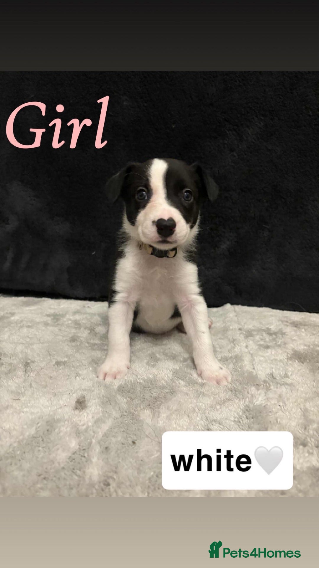 Border Collie dogs for sale: ✨cuddly puppies looking for their forever families - Advert 7