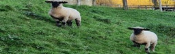 Sheep livestock for sale: 2 Hampshire Down Cross Suffolk Lambs - Advert 3