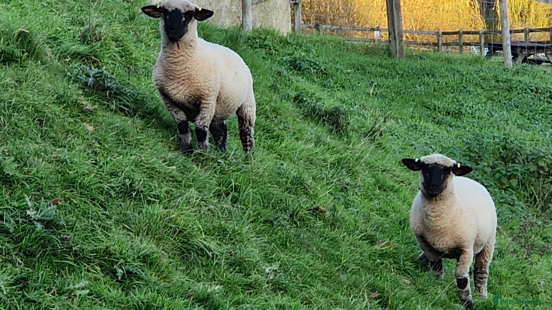 Sheep livestock for sale: 2 Hampshire Down Cross Suffolk Lambs - Advert 3