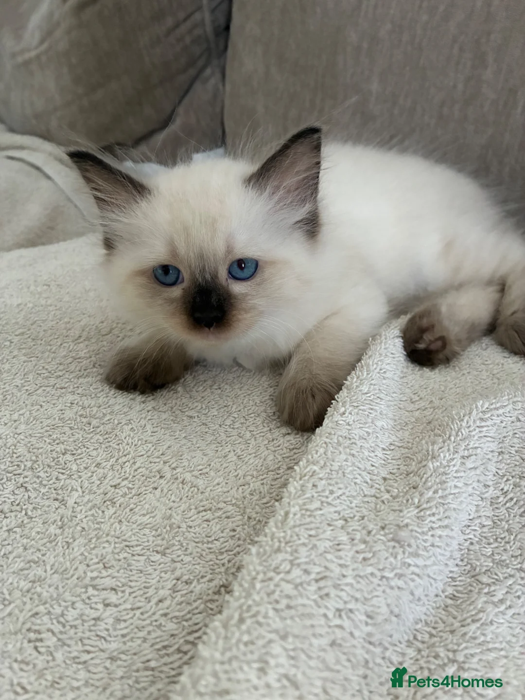 Ragdoll cats for sale: Pure Ragdoll Kittens *Ready Now* - Advert 2