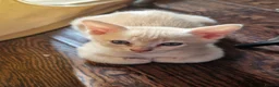 Burmese cats for sale: 2 Stunning Asian Kittens Available – Home reared - Advert 7