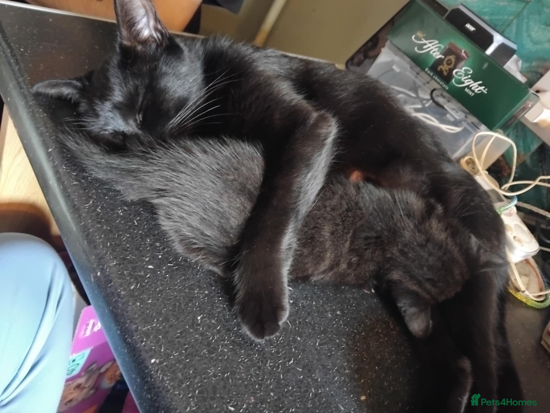 British Shorthair cats 3 adorable (ready) Kittens for sale - Advert 9