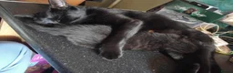 British Shorthair cats for sale: Kitten for sale - Advert 6