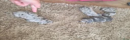 Miniature Dachshund dogs for sale: Dappled miniature smooth dachshund babies  - Advert 26