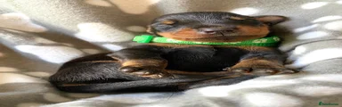 Dobermann 7
