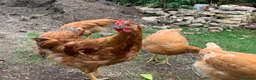 Chickens poultry for sale: Tame Burford Brown Light Sussex cross Cockrels in Oxford - Advert 2