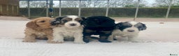 Cavapoo dogs for sale: WAITING LIST NOW OPEN Extremely Rare Merle F1  - Advert 20