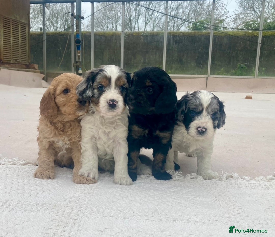 Cavapoo dogs for sale: WAITING LIST NOW OPEN Extremely Rare Merle F1  - Advert 20