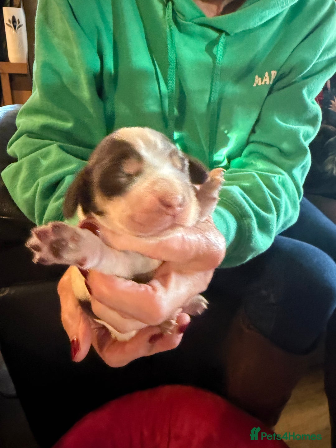 Cocker Spaniel dogs for sale: Show cocker spaniel pups - Advert 2