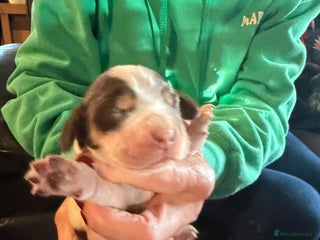 Cocker Spaniel dogs Show cocker spaniel pups - Advert 13