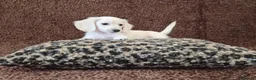 Miniature Dachshund dogs for sale: Rare Cream Longcoat Miniature Dachshund Puppies  - Advert 5