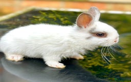Netherland Dwarf rabbits for sale: 2 Netherlands Dwarf babies  - Image 4