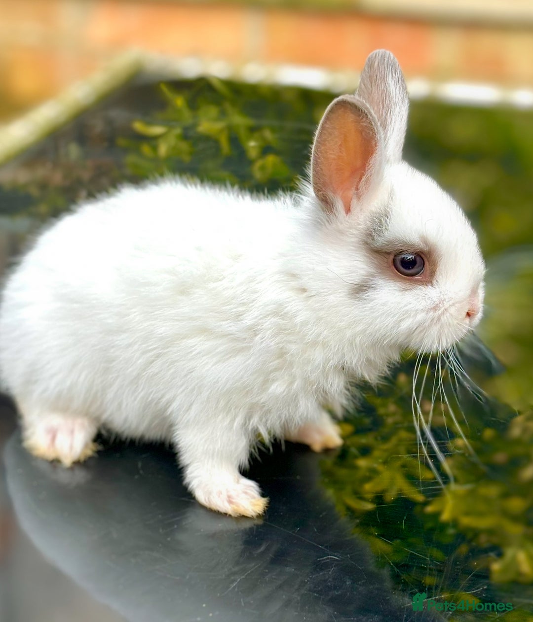 Netherland Dwarf rabbits for sale: 2 Netherlands Dwarf babies  - Image 4
